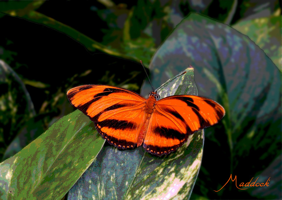 butterfly dsc04890-0